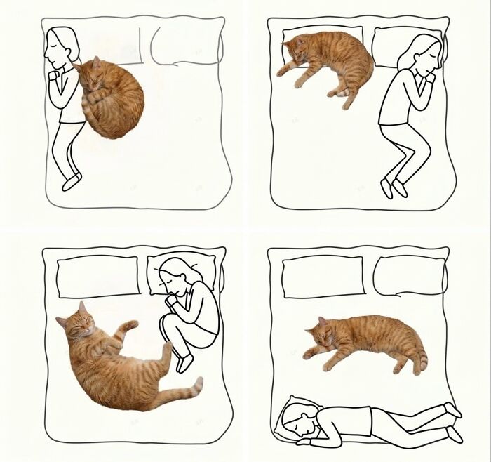 These 42 Hilarious Cat Pics Will Totally Capture Your Inner Weird Cat Person