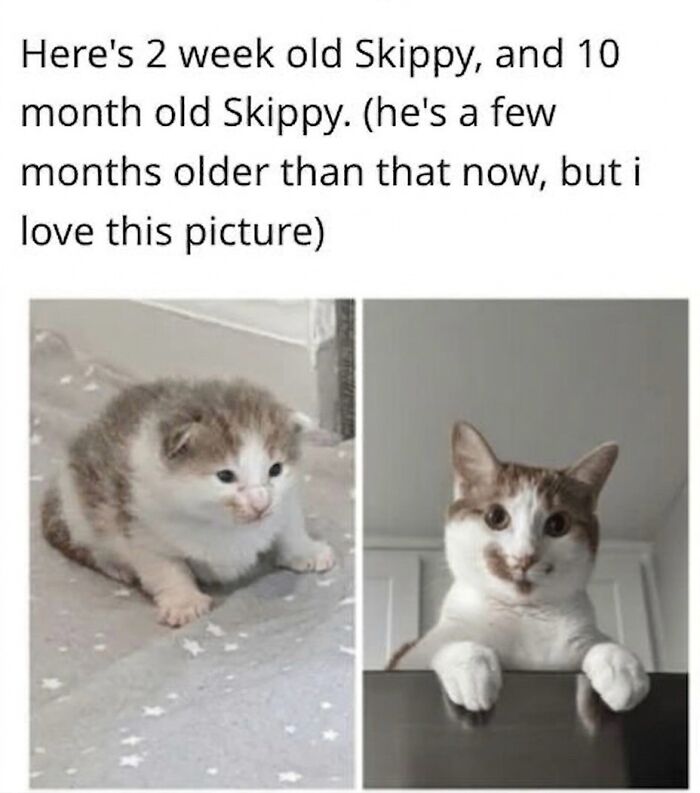 These 42 Hilarious Cat Pics Will Totally Capture Your Inner Weird Cat Person