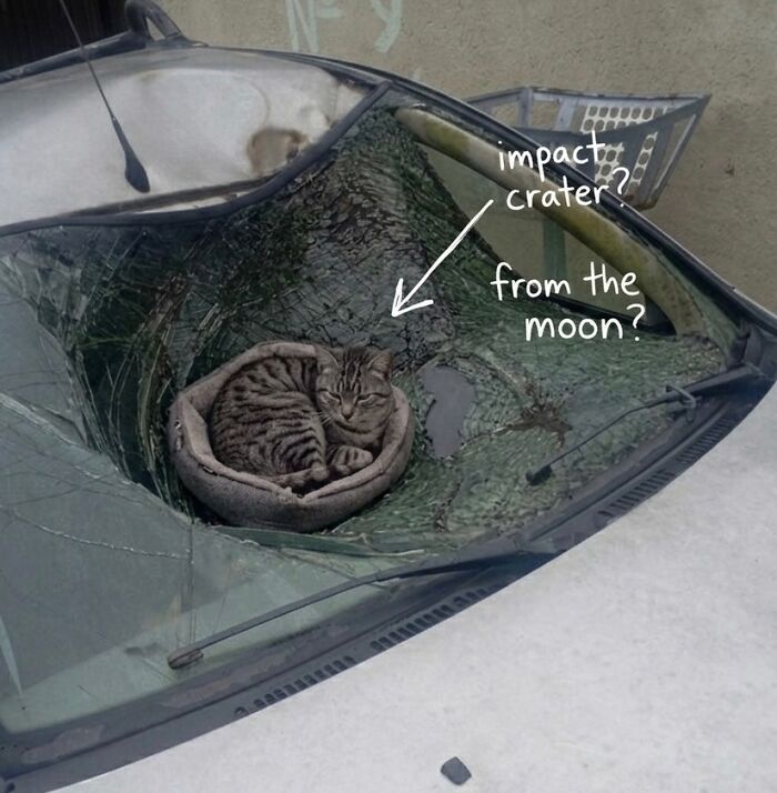 These 42 Hilarious Cat Pics Will Totally Capture Your Inner Weird Cat Person