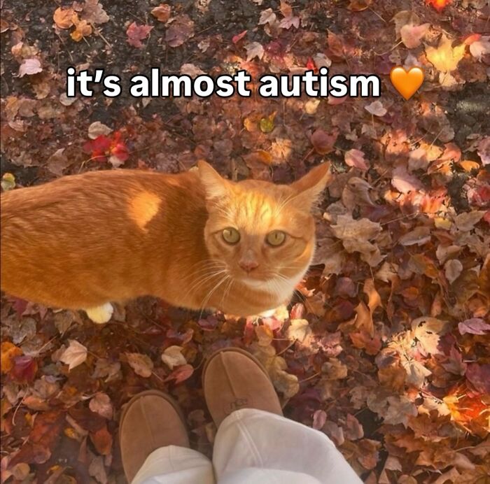 These 42 Hilarious Cat Pics Will Totally Capture Your Inner Weird Cat Person