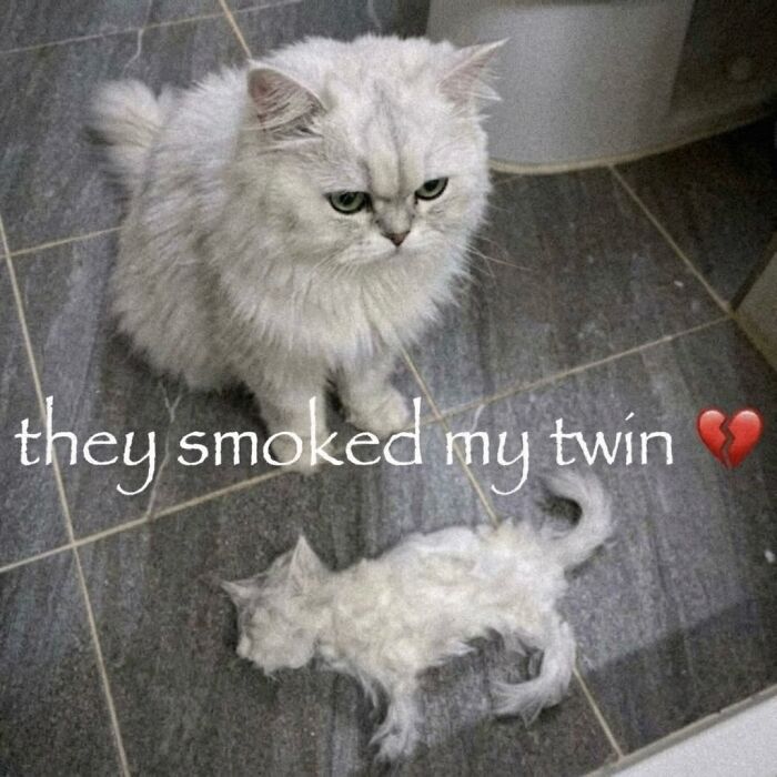 These 42 Hilarious Cat Pics Will Totally Capture Your Inner Weird Cat Person