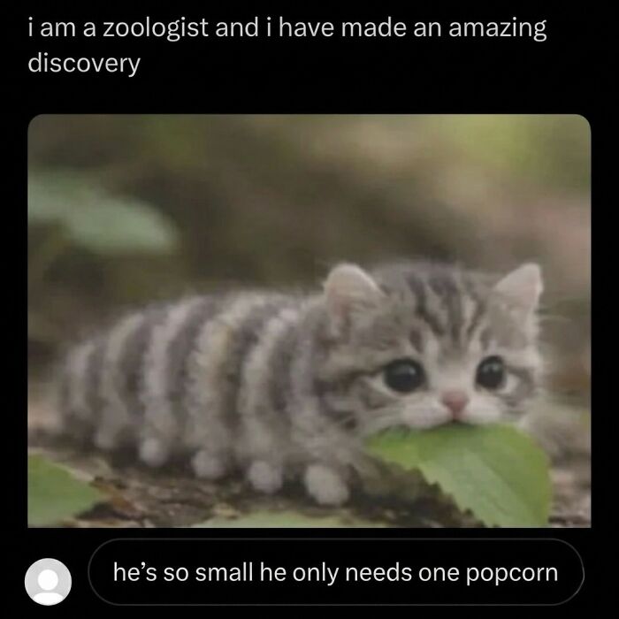 These 42 Hilarious Cat Pics Will Totally Capture Your Inner Weird Cat Person