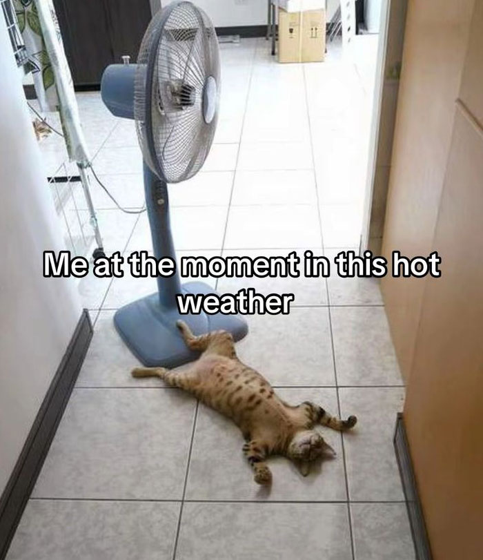 The Heatwave Meme Party You Didn't Know You Needed