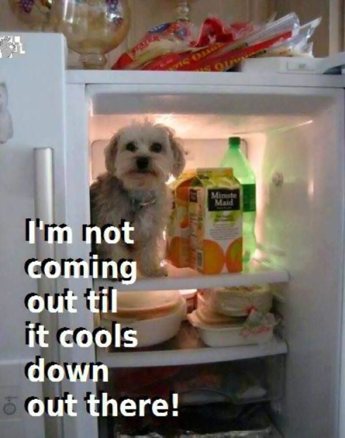 The Heatwave Meme Party You Didn't Know You Needed