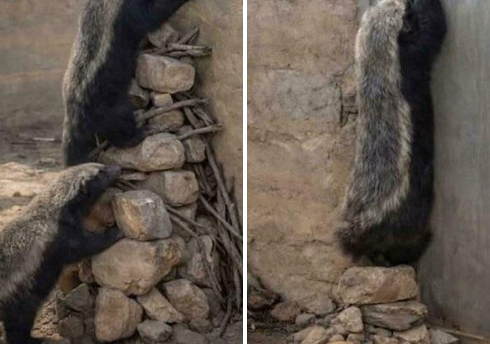 Used His Girlfriend As A Step And Tunnelled Into A Lion Enclosure