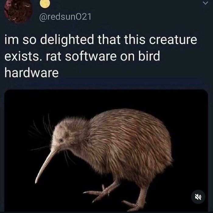 Rat Software On Bird Hardware