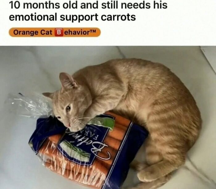 Wait, They Actually Ranked That?! The Funniest Internet Posts You Have to See