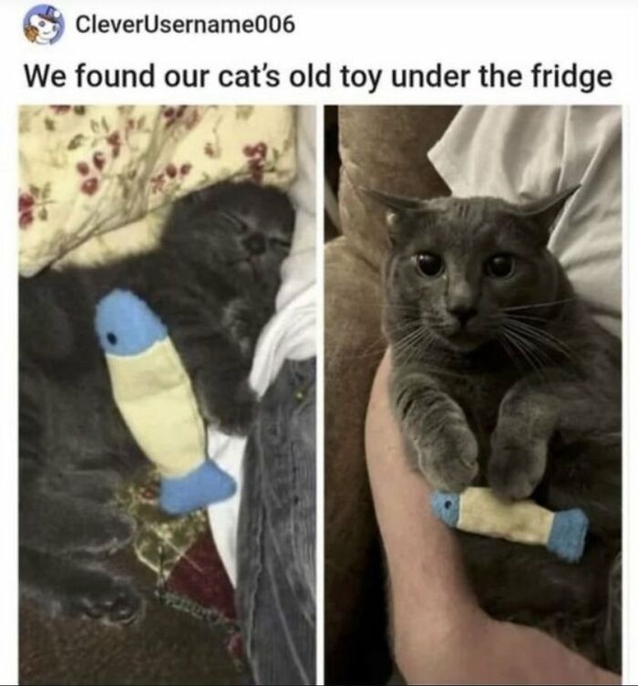 Wait, They Actually Ranked That?! The Funniest Internet Posts You Have to See