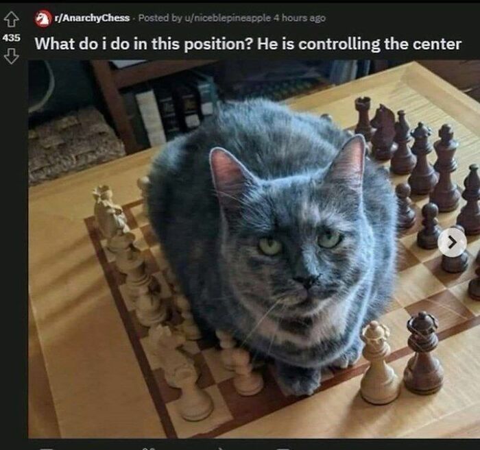 Wait, They Actually Ranked That?! The Funniest Internet Posts You Have to See