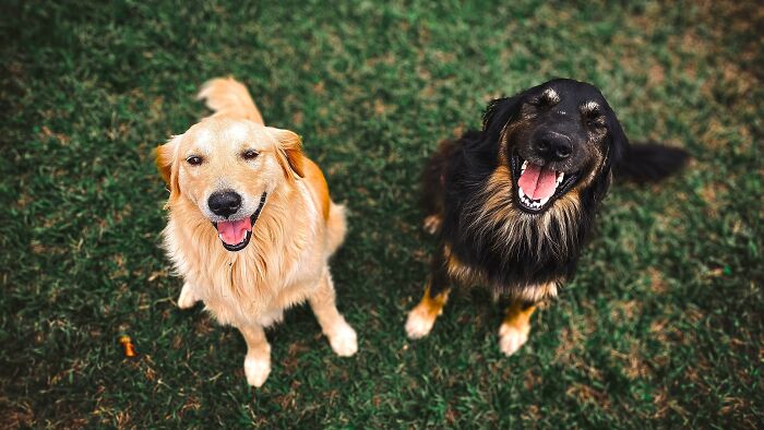 Brought My Dogs to a Friend’s Place, She Complains About Hair But Didn't Ask Me to Clean