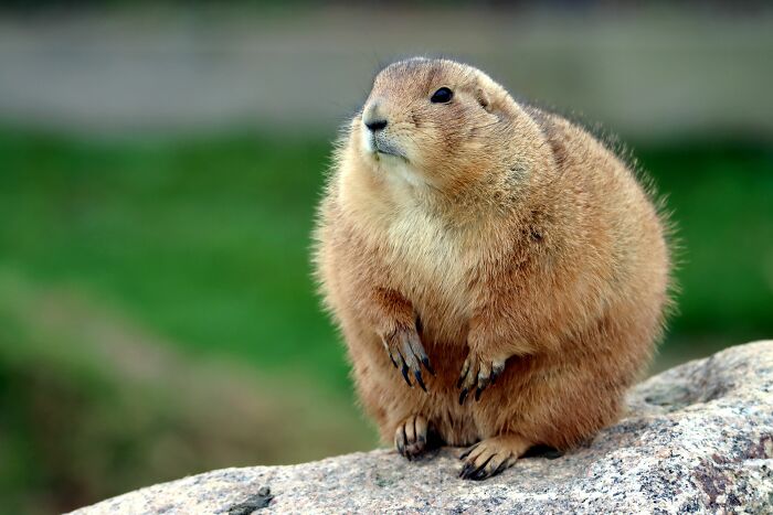 Canada’s Groundhog Day Weather Guessing