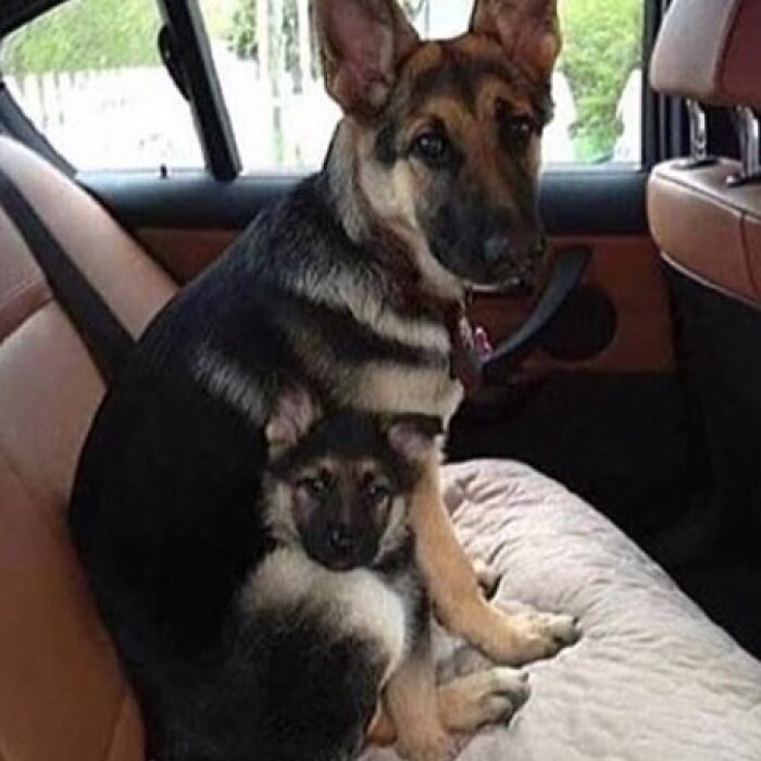 Wait, You Have to Look Twice for These Pics!