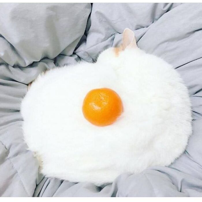 Wait, You Have to Look Twice for These Pics!