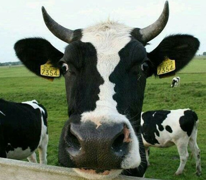 Wait, You Have to Look Twice for These Pics!
