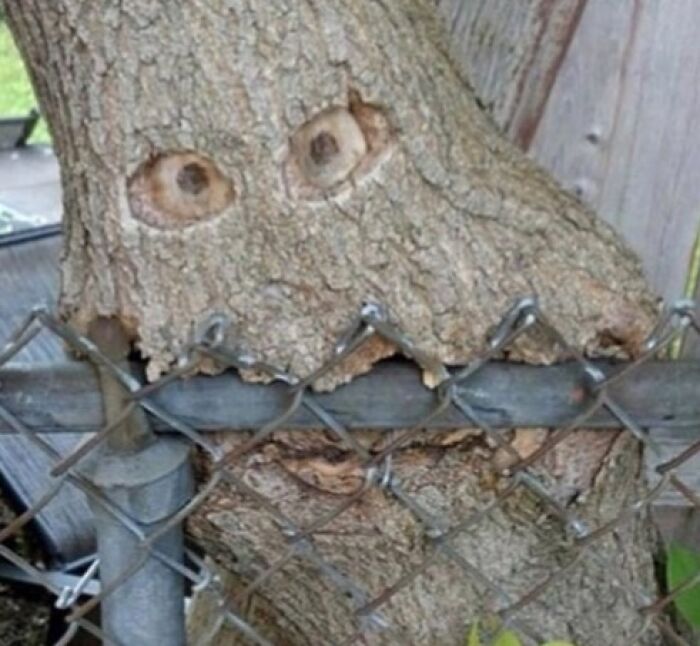 Wait, You Have to Look Twice for These Pics!