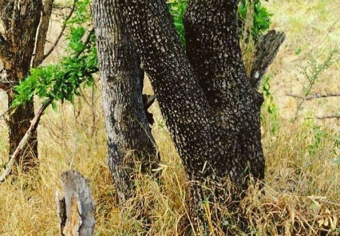 Wait, You Have to Look Twice for These Pics!