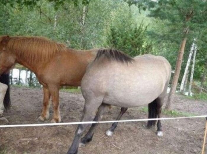 Wait, You Have to Look Twice for These Pics!
