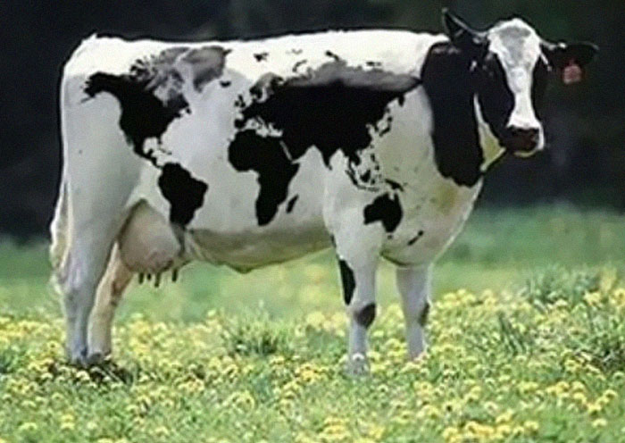 Wait, You Have to Look Twice for These Pics!