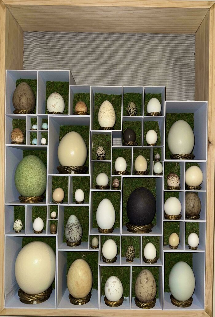 Eggs! From the Ordinary to the Crazy Cool