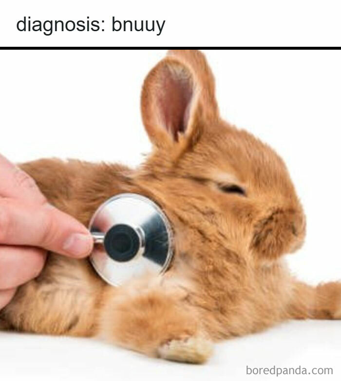 Wait, They Actually Ranked These Totally Bizarre Memes?!