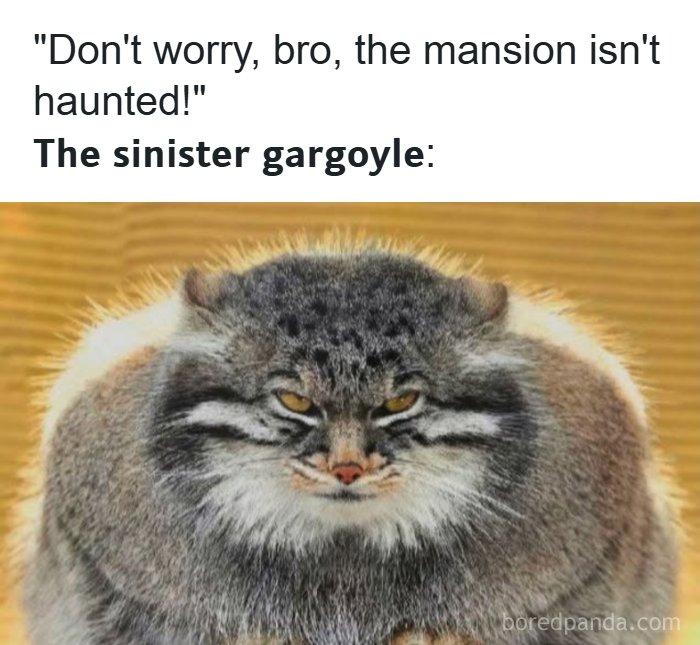Wait, They Actually Ranked These Totally Bizarre Memes?!