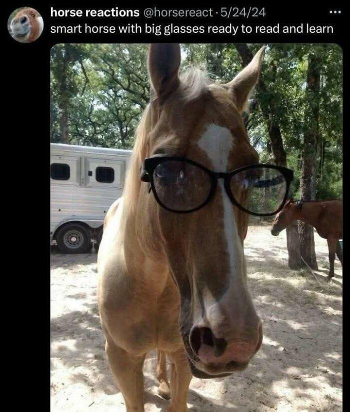 Wait, They Actually Ranked These Totally Bizarre Memes?!