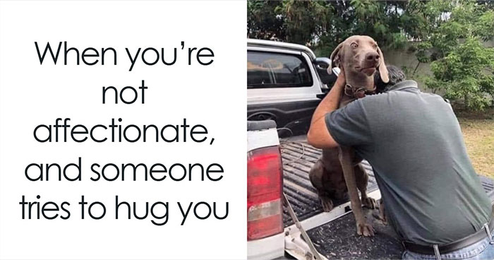 Wait, They Actually Ranked Dog Memes? Yep, And These Are the Funniest!