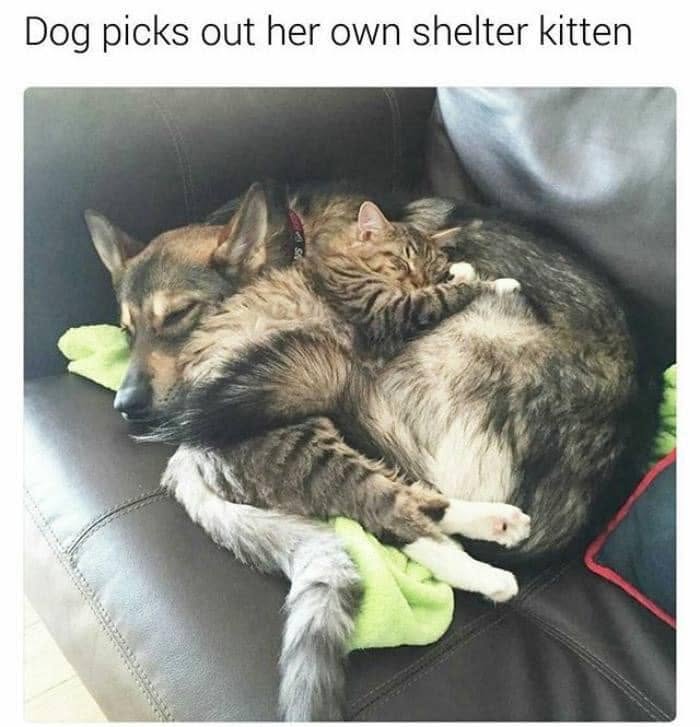 Wait, They Actually Ranked Dog Memes? Yep, And These Are the Funniest!