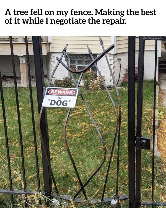 Wait, They Actually Ranked Dog Memes? Yep, And These Are the Funniest!
