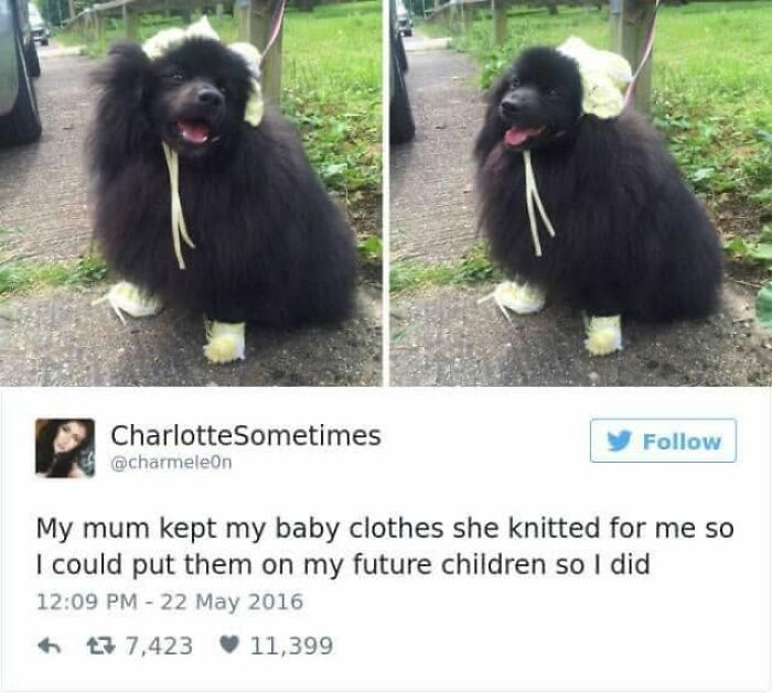 Wait, They Actually Ranked Dog Memes? Yep, And These Are the Funniest!