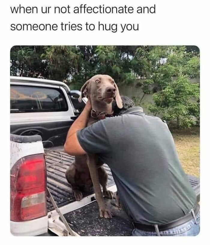 Wait, They Actually Ranked Dog Memes? Yep, And These Are the Funniest!
