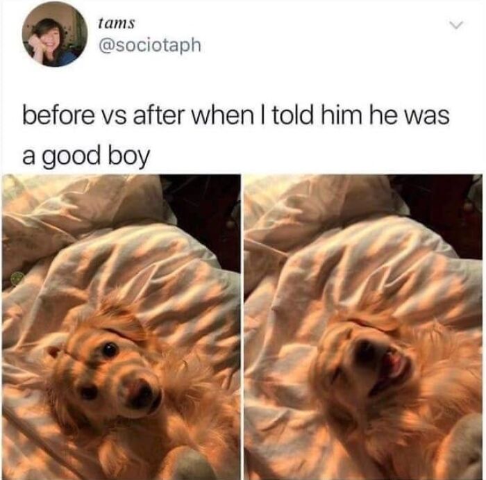 Wait, They Actually Ranked Dog Memes? Yep, And These Are the Funniest!