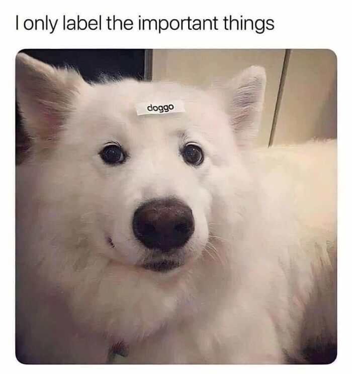 Wait, They Actually Ranked Dog Memes? Yep, And These Are the Funniest!