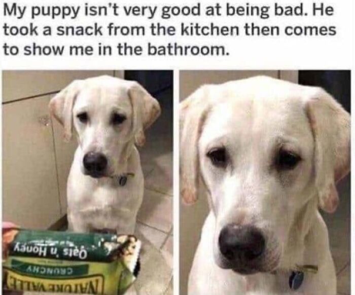 Wait, They Actually Ranked Dog Memes? Yep, And These Are the Funniest!