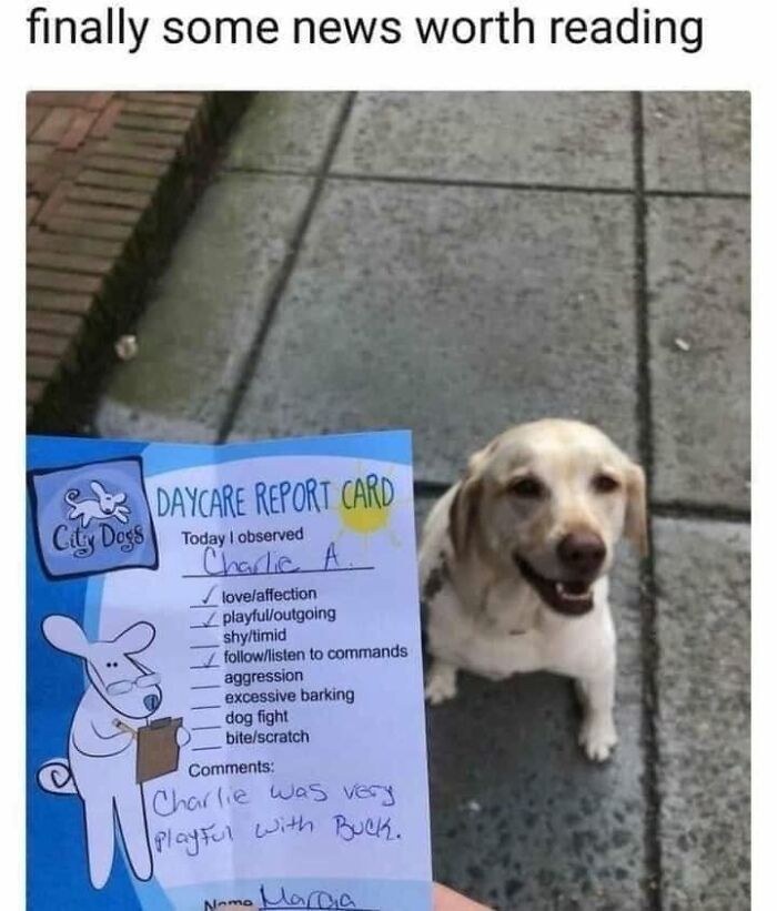 Wait, They Actually Ranked Dog Memes? Yep, And These Are the Funniest!