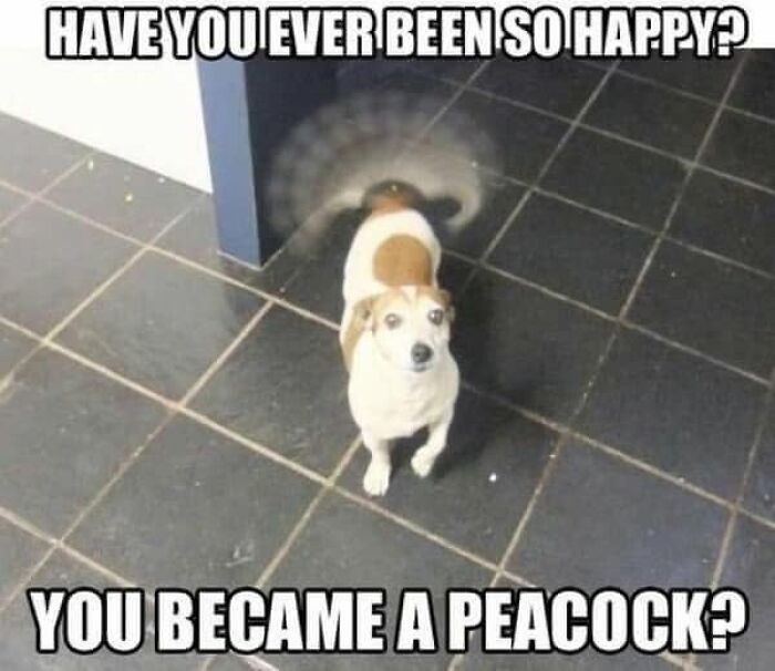 Wait, They Actually Ranked Dog Memes? Yep, And These Are the Funniest!
