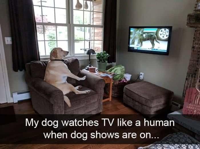 Wait, They Actually Ranked Dog Memes? Yep, And These Are the Funniest!