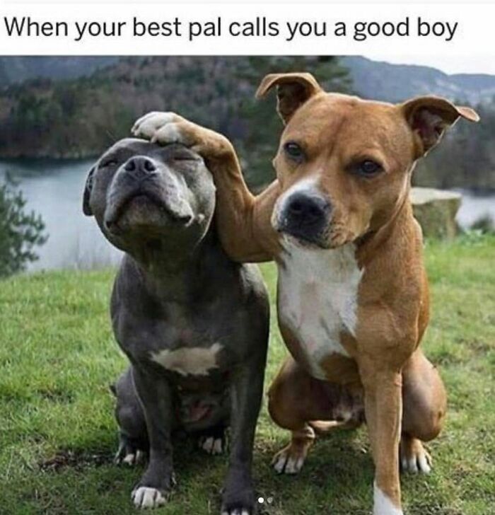 Wait, They Actually Ranked Dog Memes? Yep, And These Are the Funniest!