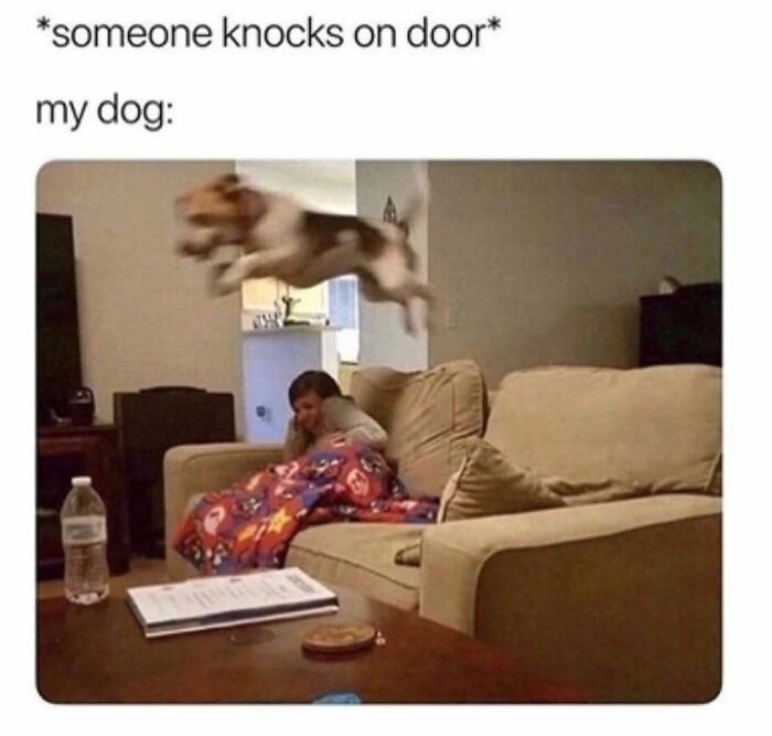 Wait, They Actually Ranked Dog Memes? Yep, And These Are the Funniest!