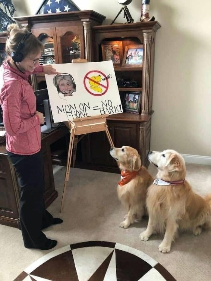 Wait, They Actually Ranked Dog Memes? Yep, And These Are the Funniest!