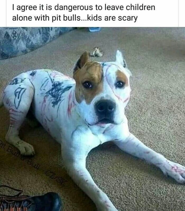 Wait, They Actually Ranked Dog Memes? Yep, And These Are the Funniest!