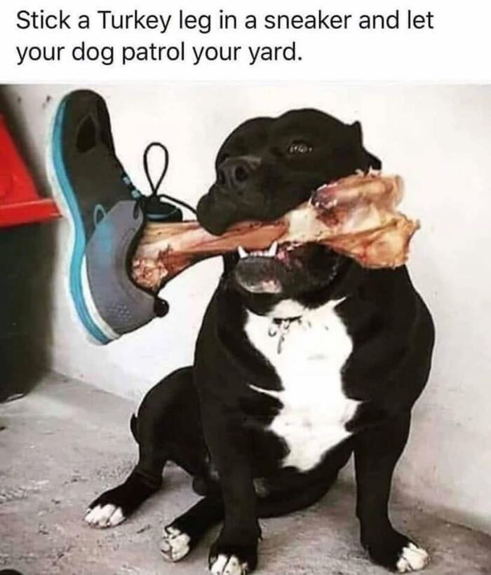 Wait, They Actually Ranked Dog Memes? Yep, And These Are the Funniest!