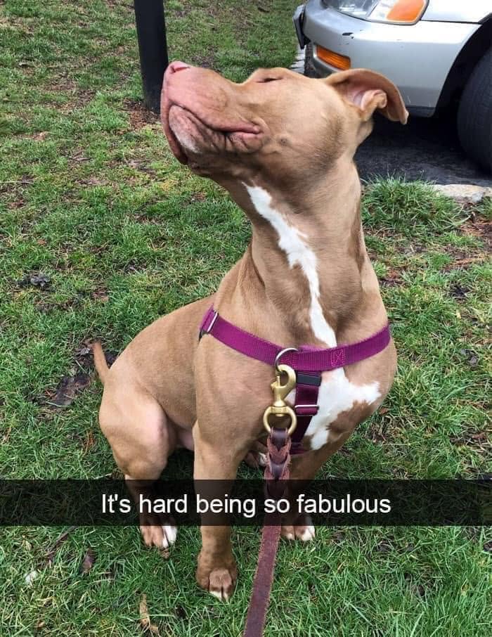 Wait, They Actually Ranked Dog Memes? Yep, And These Are the Funniest!