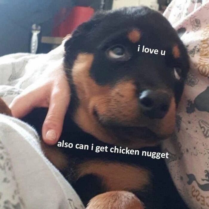 Wait, They Actually Ranked Dog Memes? Yep, And These Are the Funniest!