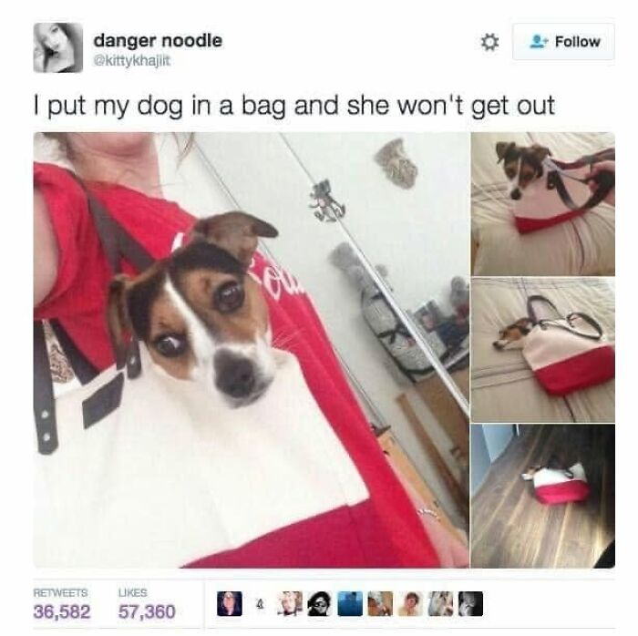 Wait, They Actually Ranked Dog Memes? Yep, And These Are the Funniest!