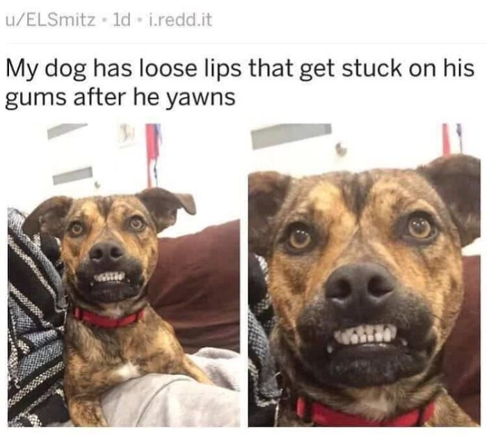 Wait, They Actually Ranked Dog Memes? Yep, And These Are the Funniest!