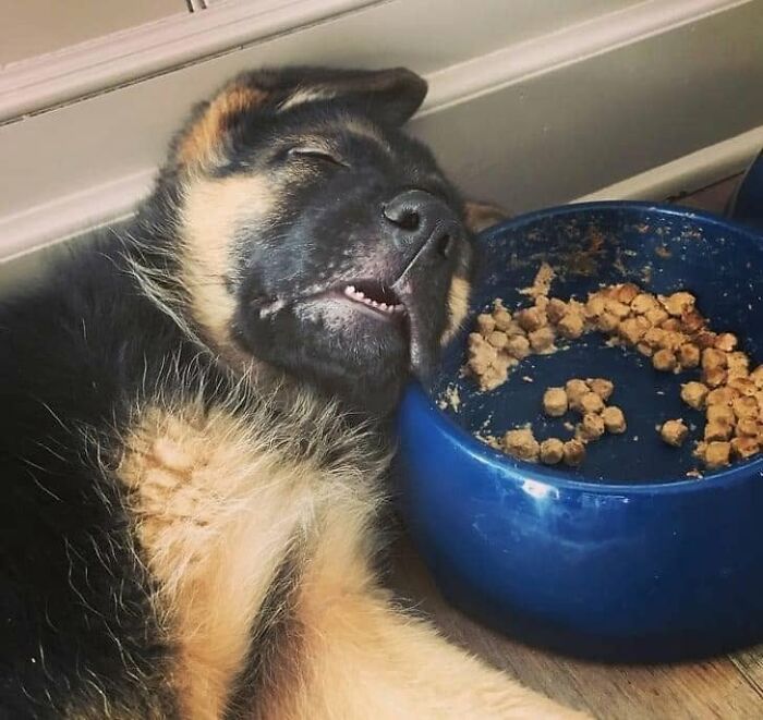 Wait, They Actually Ranked Dog Memes? Yep, And These Are the Funniest!