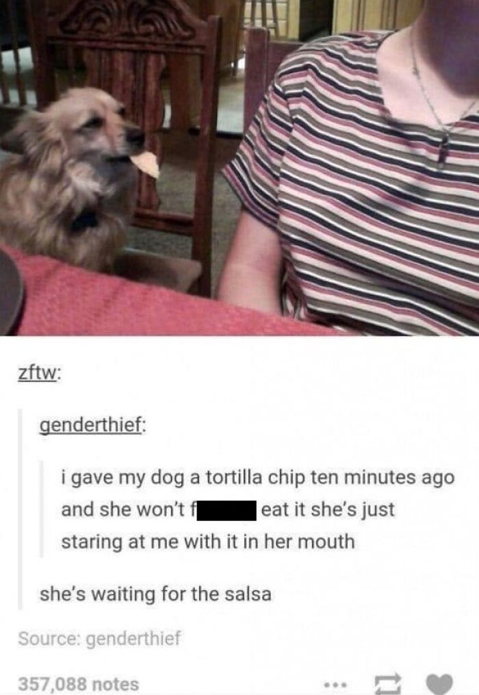Wait, They Actually Ranked Dog Memes? Yep, And These Are the Funniest!