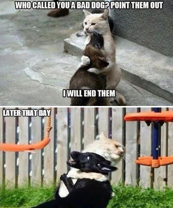 Wait, They Actually Ranked Dog Memes? Yep, And These Are the Funniest!