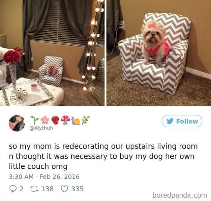 Wait, They Actually Ranked Dog Memes? Yep, And These Are the Funniest!